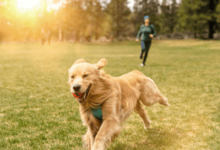 Friendly Dog Walking Services for Happy, Healthy Pets