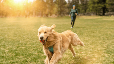 Friendly Dog Walking Services for Happy, Healthy Pets