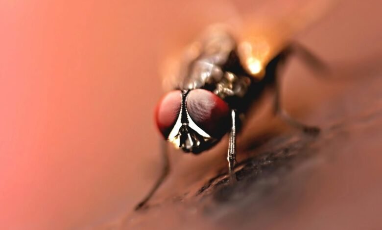 indian small nipple design