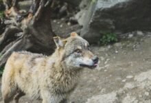 alpha stream dynamics overview